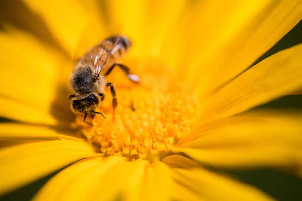 Zeigt das Titelbild für den Beitrag "Was ist ein Bienenhotel?" mit einer Biene auf einer gelben Blume.